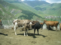 Казбеги