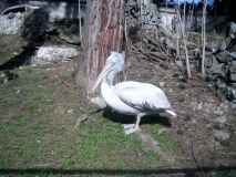 IMG 3732
