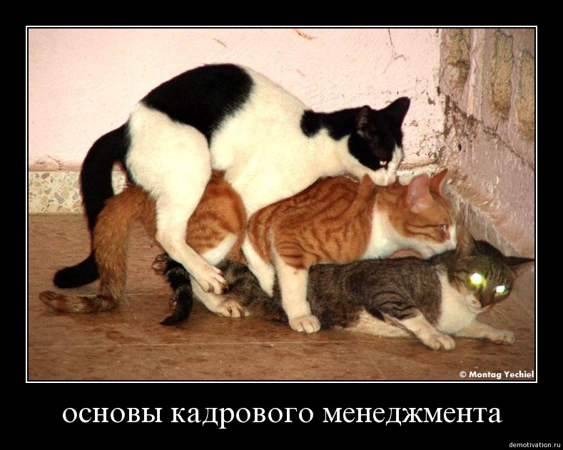Веселые картинки - hxie22duqtwt.jpg