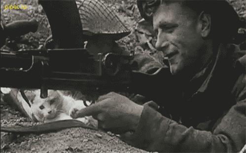 Веселая анимация - 15813870725670_the_definitive_collection_of_cat_35.gif