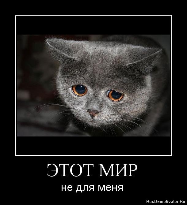 В Мире Животных - kosha.jpg