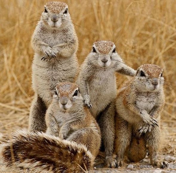 В Мире Животных - funny-fighting-squirrels-01.jpg