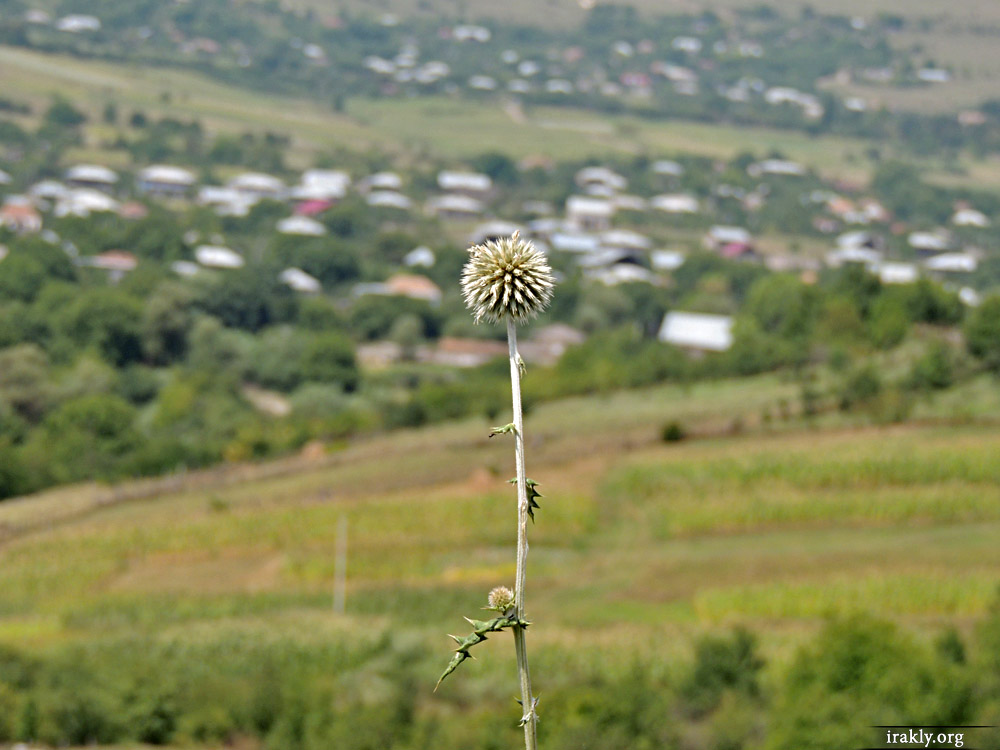 По дороге к Гудаури - dusheti09.jpg