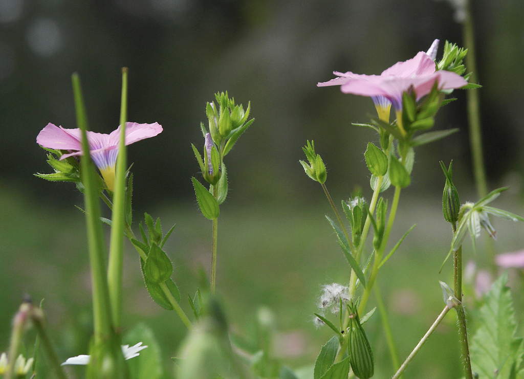 С 8 марта вас  - Israel_flowers_2_1.jpg