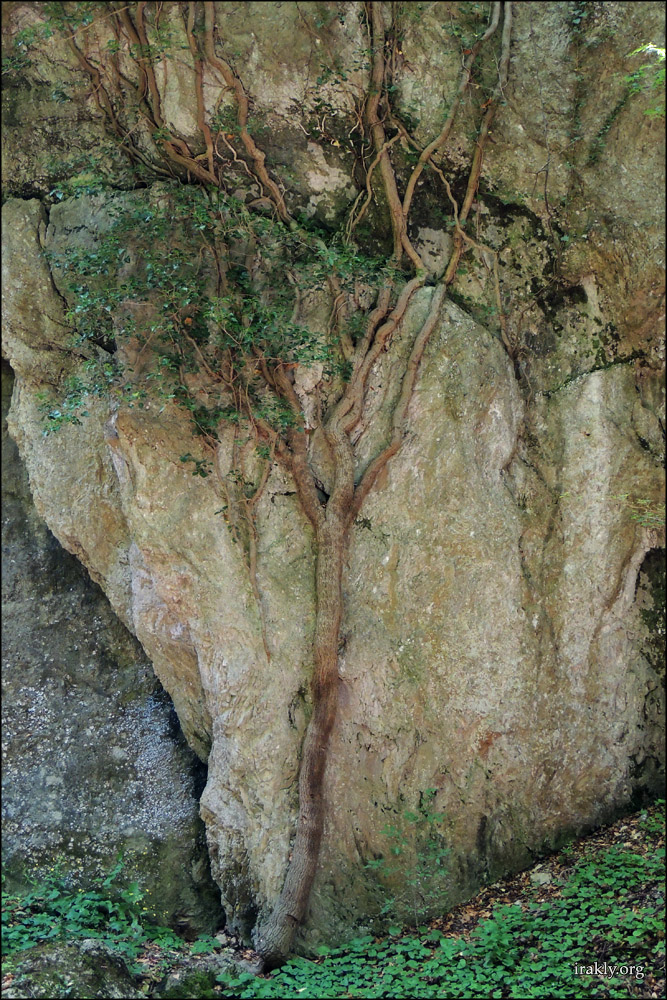 Тетрицкаро - birtvisi017.jpg