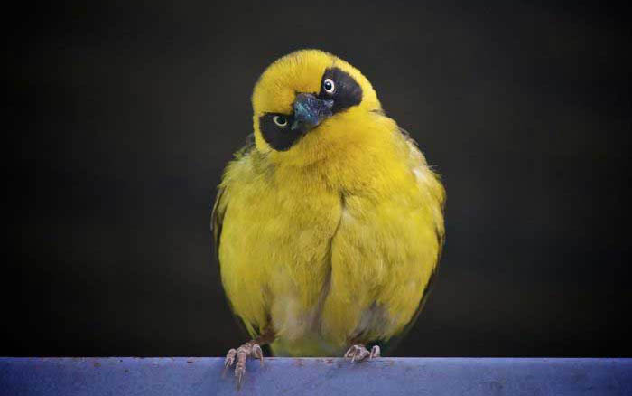 В Мире Животных - actual-real-life-angry-looking-birds-6.jpg