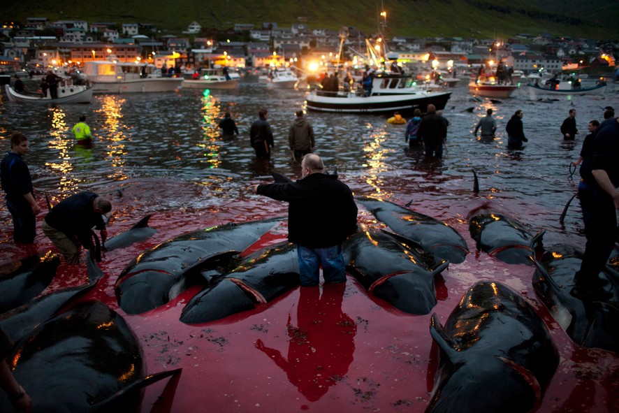 Защита природы от человека - 3536b1c4_fit886xNone_468051_81a82009__42dca1_Faroe-Islands-Whale-Kill-15.jpg