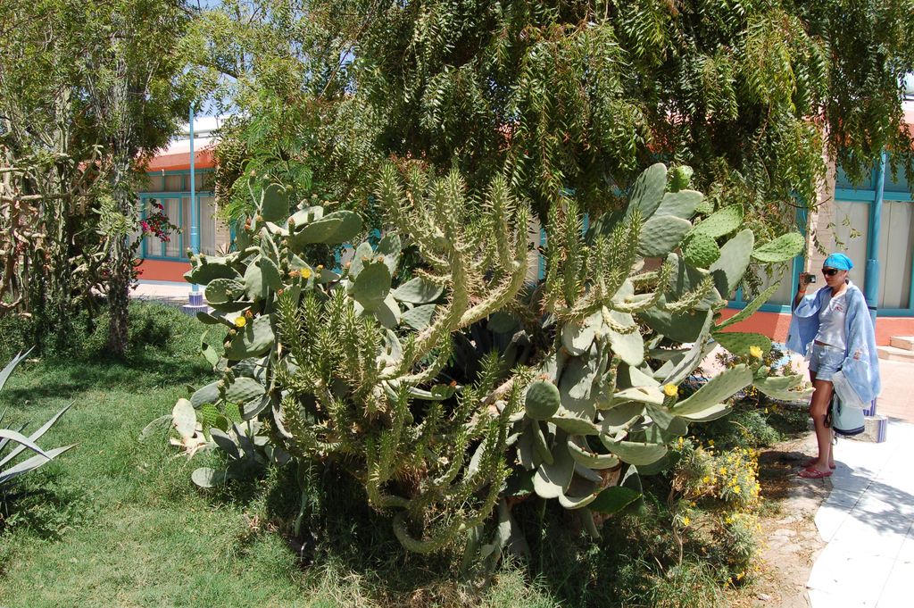 Египет 2010: Хургада, Каир, Гиза - Bergmann_in_Egypt_2.JPG