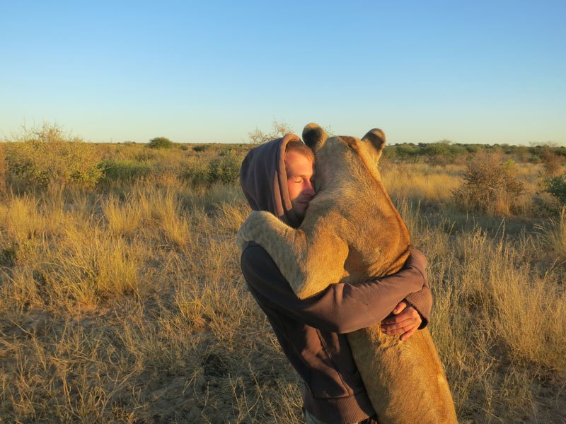 В Мире Животных - lion-whisperers-modisa-botswana-by-nicolai-frederk-bonnen-rossen-3.jpg
