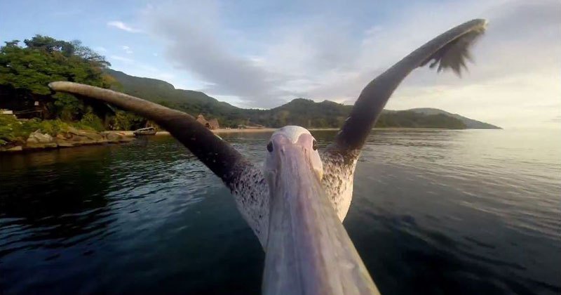 В Мире Животных - gopro-pelican-flying-video.jpg