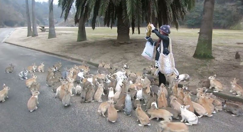 В Мире Животных - rabbit-island-japan-video-okunoshima.jpg