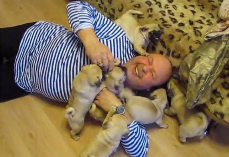 Веселые картинки - swarmed-by-baby-pugs.jpg