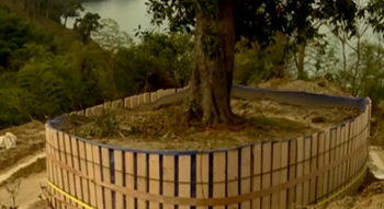 Иванишвили продолжил пересаживать деревья - trees-for-ivanishvili.jpg