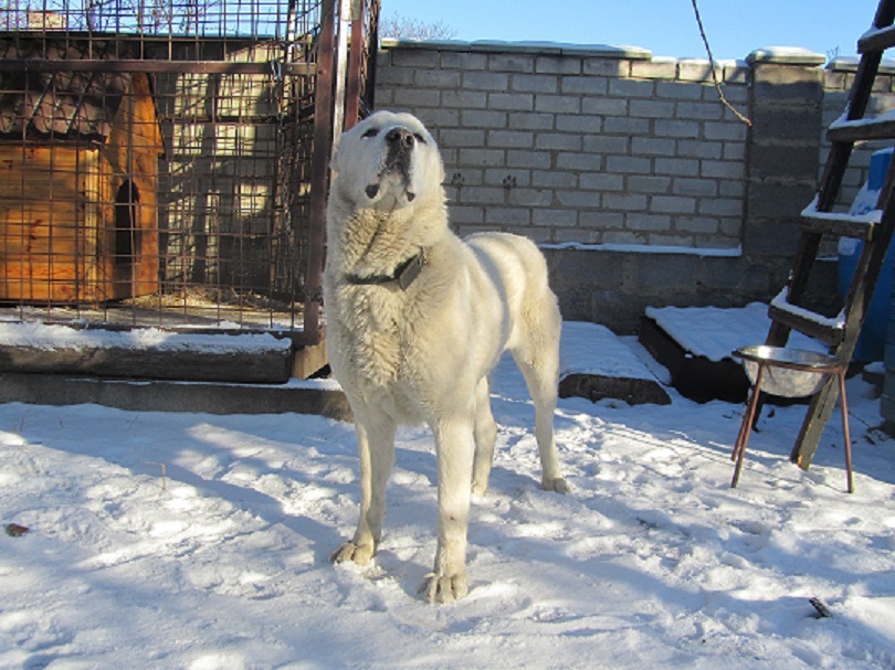 Кинология и собаководство. Всё о собаках - IMG_8012.JPG