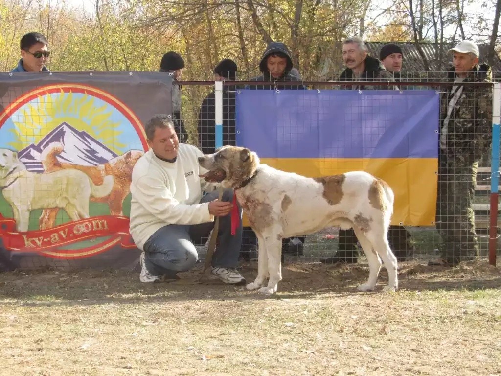 Кинология и собаководство. Всё о собаках - image (11).jpg