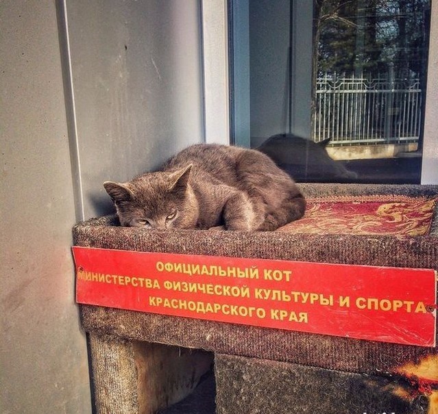 Котэ - официальный кот.jpg