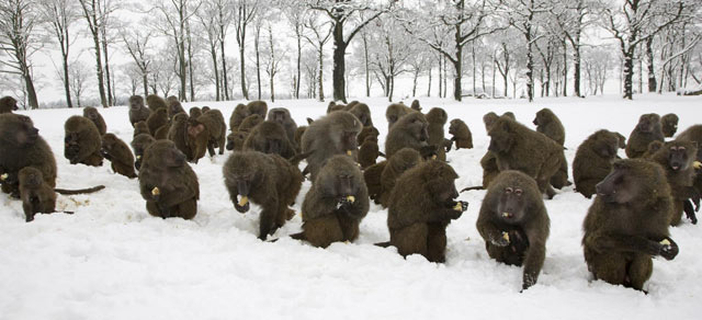 Веселые картинки - baboons-at-knowsley-safar-001.jpg