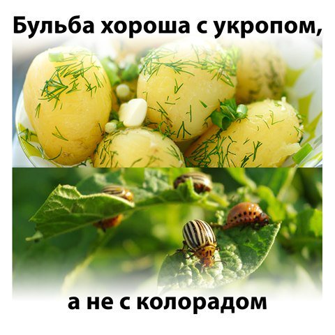 Избранные демотиваторы - бульба.jpg