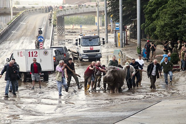 Наводнение в Тбилиси, 13.06.2015 - A tranquilized hippo is pushed along the street in Tbilisi after escaping from the zoo.jpg