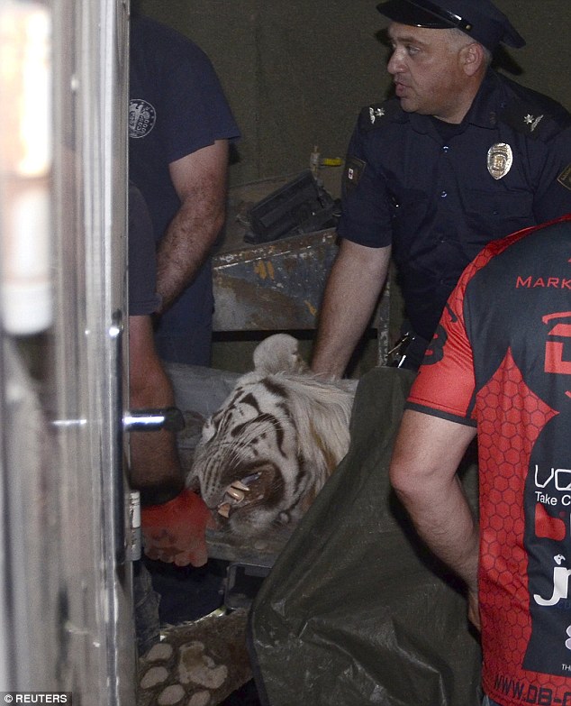 Наводнение в Тбилиси, 13.06.2015 - A_policeman_stands_next_to_a_white_tiger_which_was_killed.jpg