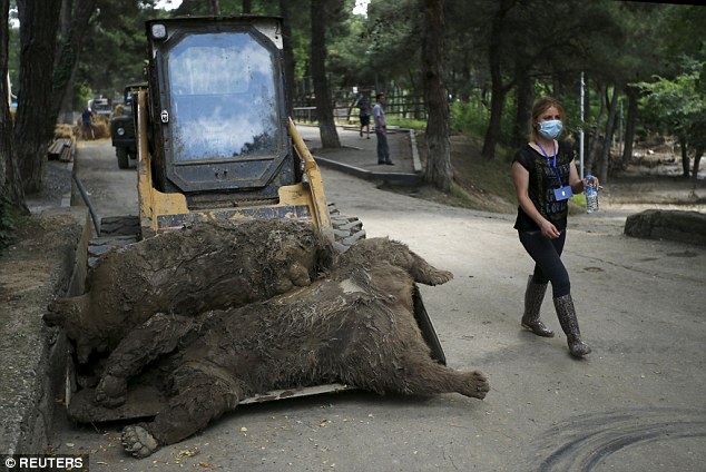 Наводнение в Тбилиси, 13.06.2015 - Dead bears are piled into a digger at the zoo in Tbilisi, Georgia.jpg