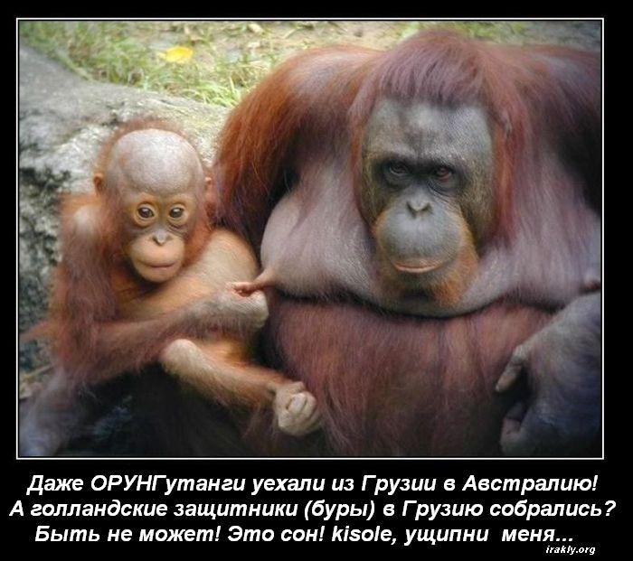 Демотиваторы от  - orangutan.jpg
