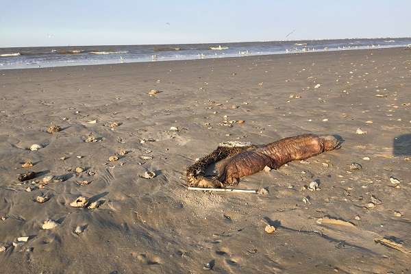 Шо пи дец - 2eel-03-600x400.jpg