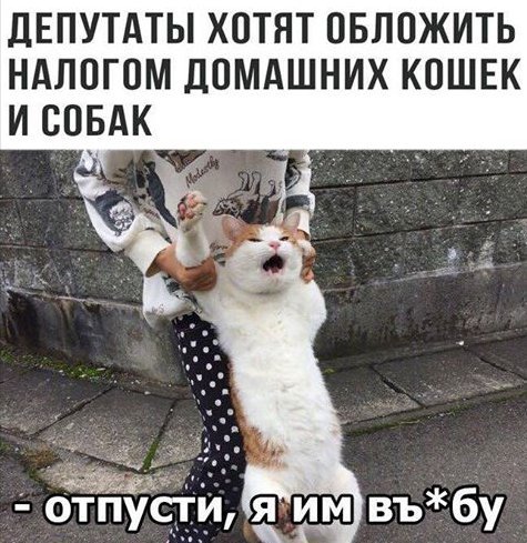 Россия 2017 - налог на кошек.jpg