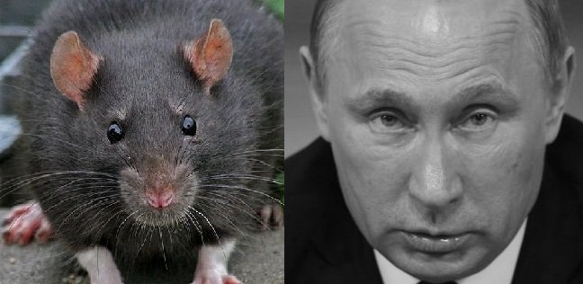 Если не Путин, то кто? - крыса.jpg