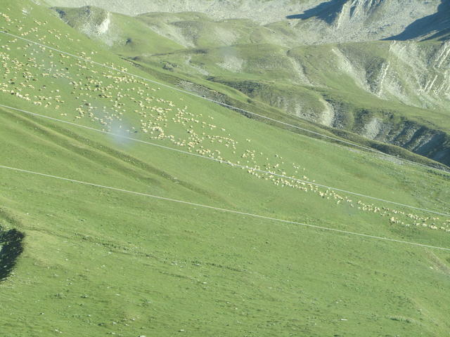 Кинология и собаководство. Всё о собаках - 0d22575b961d49bd23f42a6b6539adfd-full.jpg