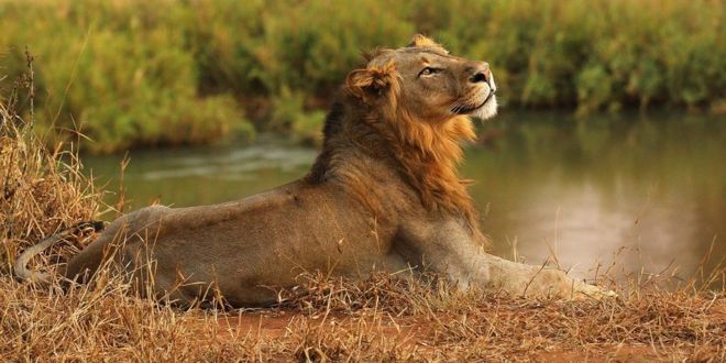 Защита природы от человека - Львы съели охотившегося на них браконьера.jpg