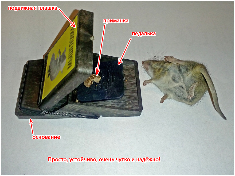 Что вы умеете делать по дому:чинить и т.д. мужская тема ? - крысиные истории 19 текст.jpg