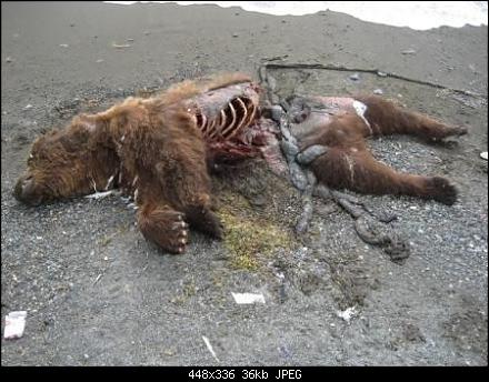 Россия VS Цивилизованный мир - bear1.jpg