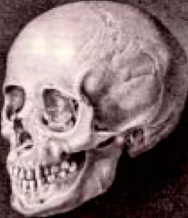 Грузины - самая красивая раса людей Blumenbach  - Blumenbach_Caucasus_skull.png