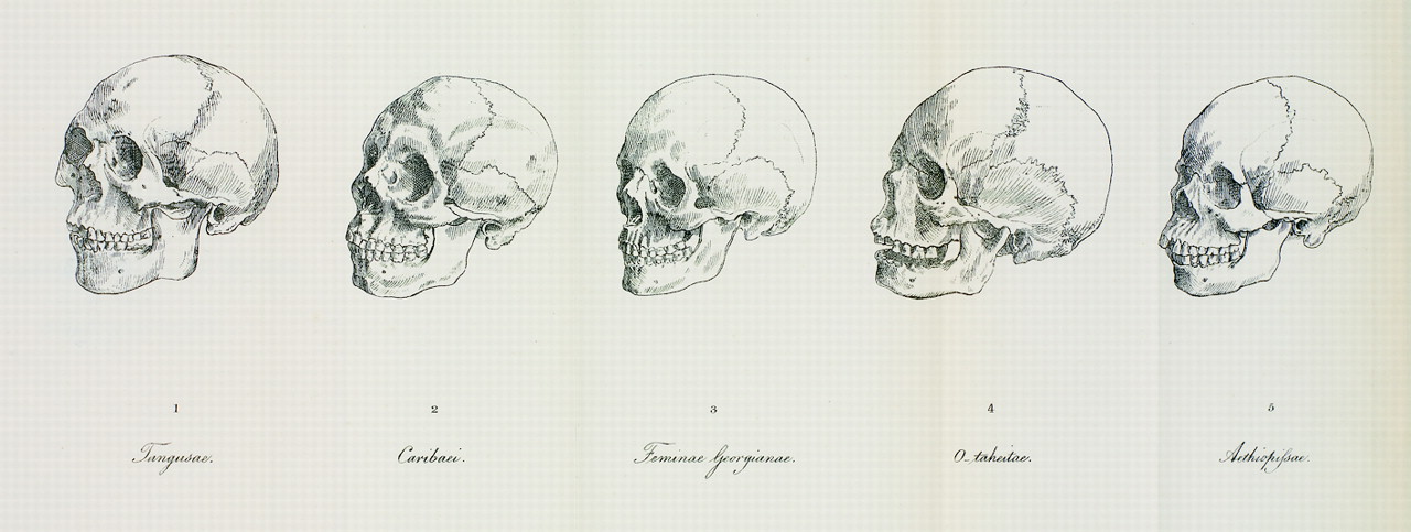 Грузины - самая красивая раса людей Blumenbach  - Blumenbach's_five_races.JPG