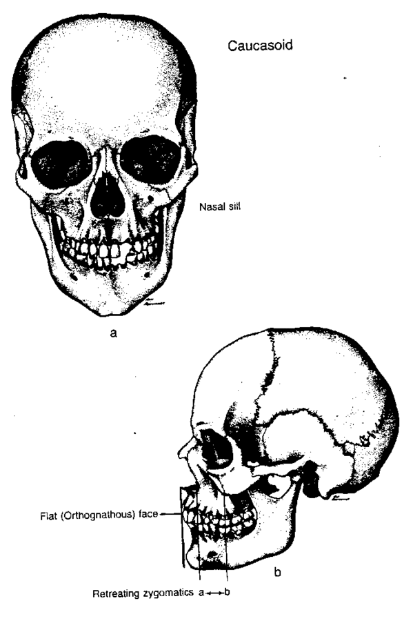 Грузины - самая красивая раса людей Blumenbach  - 599px-Skullcauc.gif