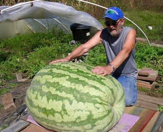 Шо пи дец - 2192077.jpg