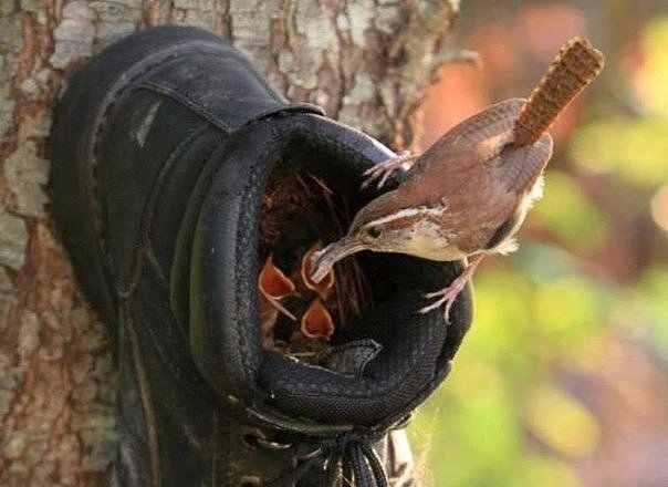 В Мире Животных - Старый ботинок на дереве стал отличным домом для птенцов.jpg