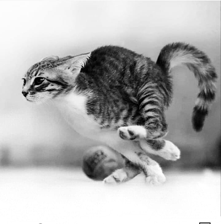 Котэ - 46013215_458108254721163_3844718419366543767_n (1).jpg
