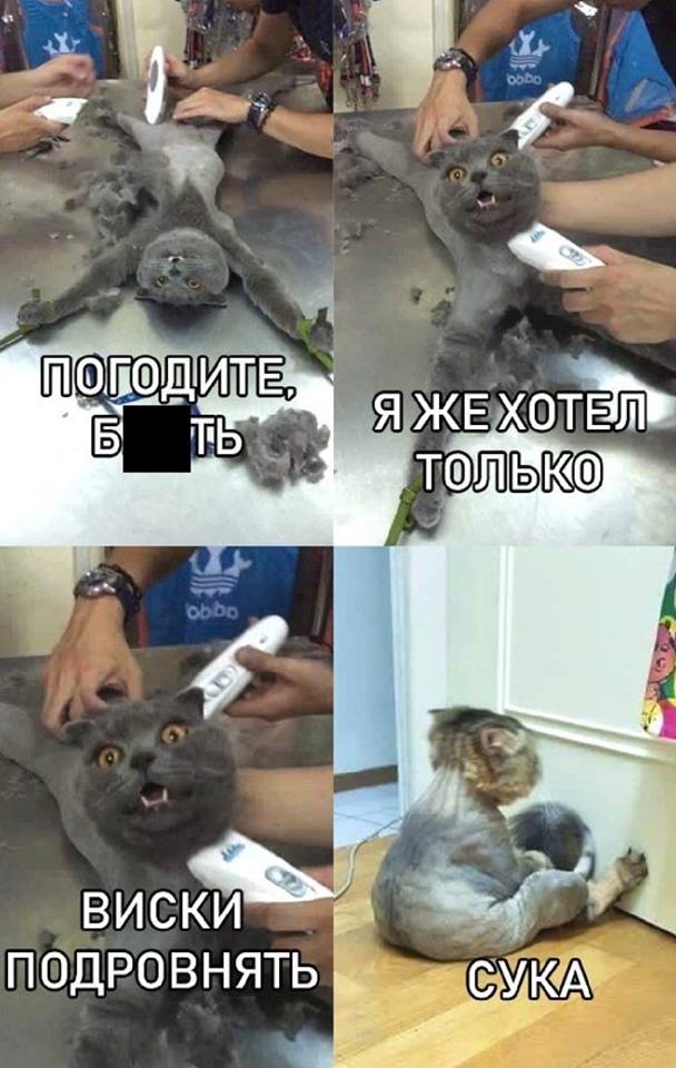 Котэ - только подрoвнять.jpg