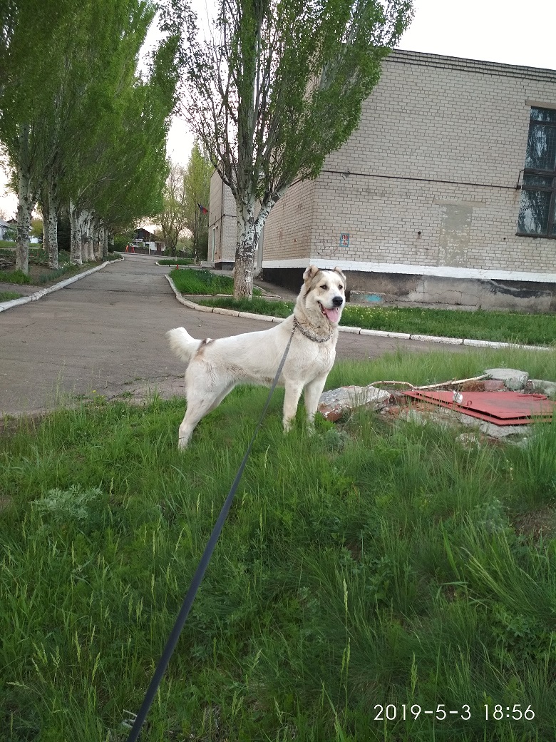 Кинология и собаководство. Всё о собаках - IMG_20190503_185613.jpg