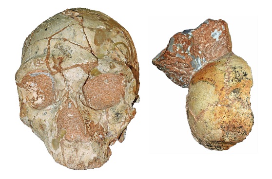 Антропология - В Греции нашли останки самого древнего человека в Европе.jpg