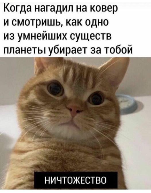 Котэ - 338BB92C-B874-4E66-A01D-29BCBF1086F6.jpeg