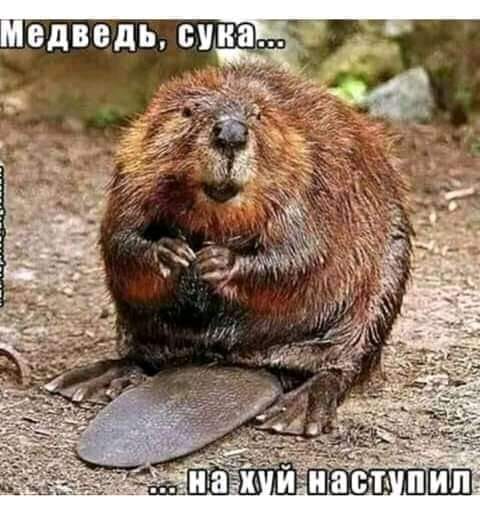 Веселые картинки - медведь наступил.jpg