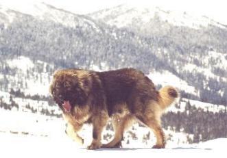 Кинология и собаководство. Всё о собаках - basmach-gora[1].jpg