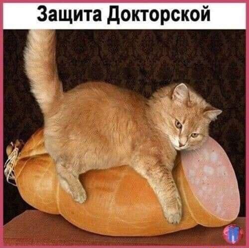 Котэ - FCDC9BB0-A422-49E6-A482-936385D02210.jpeg