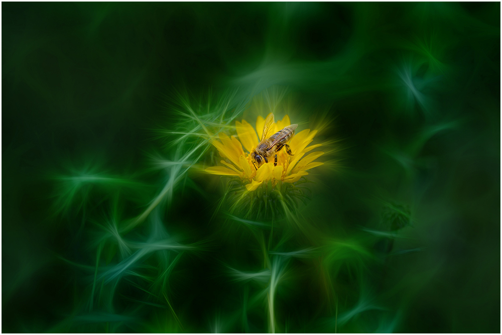 Фотографируем все вокруг - пчела на цветке гринделии RF L 1000.jpg