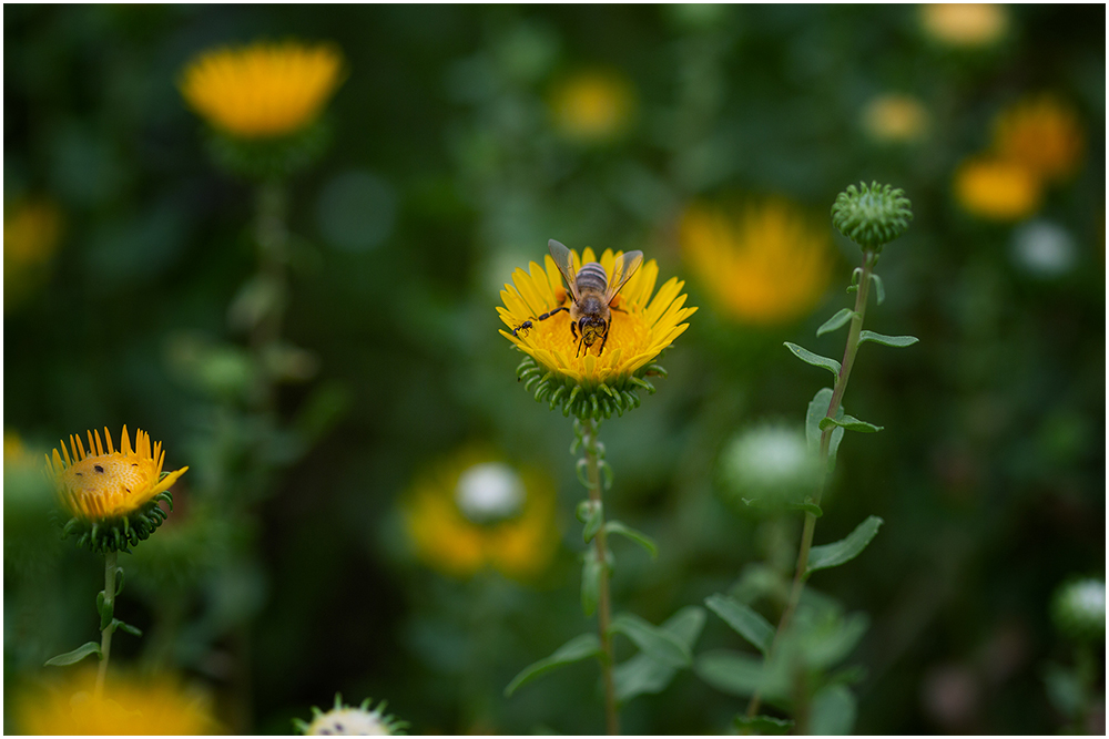 Фотографируем все вокруг - пчела и гринделии 01 1000.jpg