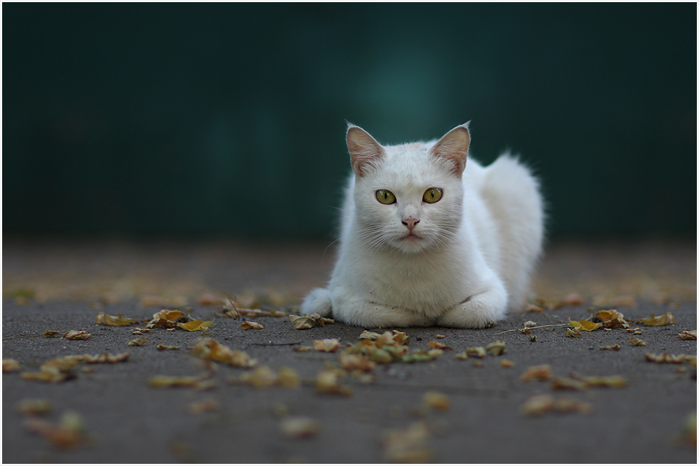 Школа фотолюбителей - белая кошка у гаража 1000.jpg