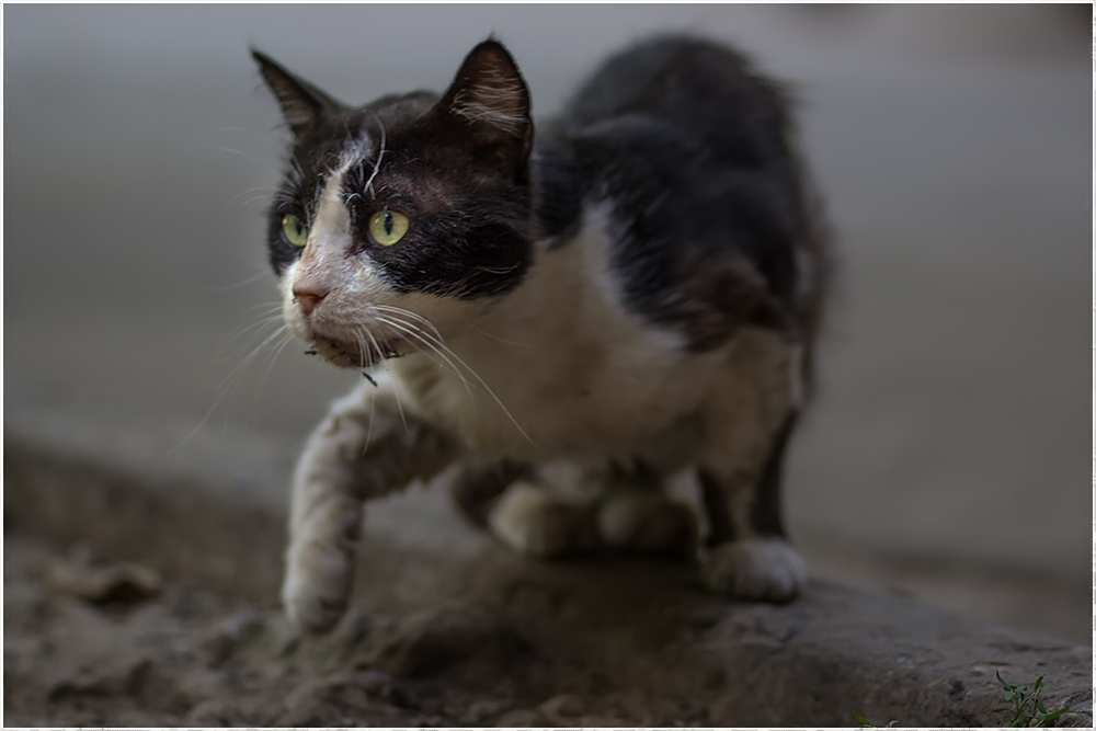Школа фотолюбителей - кот грязный 01 1000.jpg
